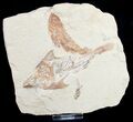 Fossil Coccodus (Crusher Fish) - Hgula Lebanon #9477-5